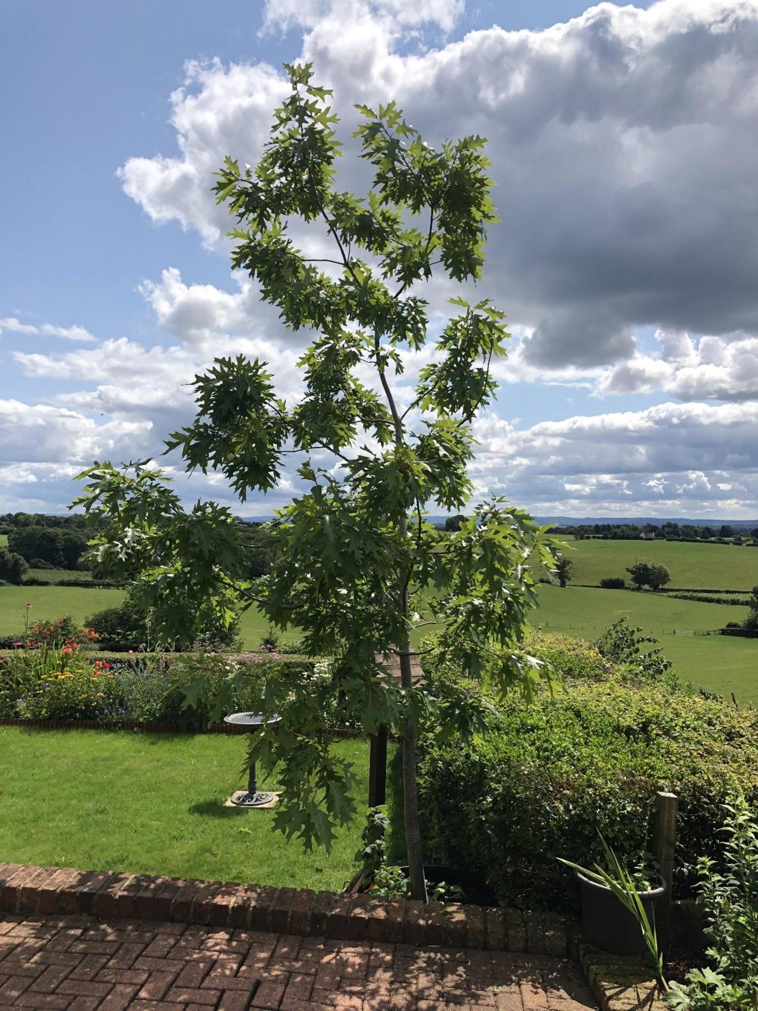 Betula Views Studio Newent Luaran gambar